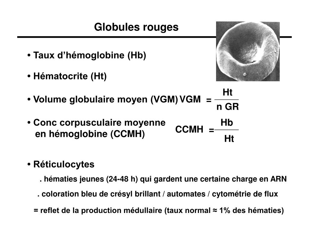 PPT - Globules rouges PowerPoint Presentation, free download - ID:505300