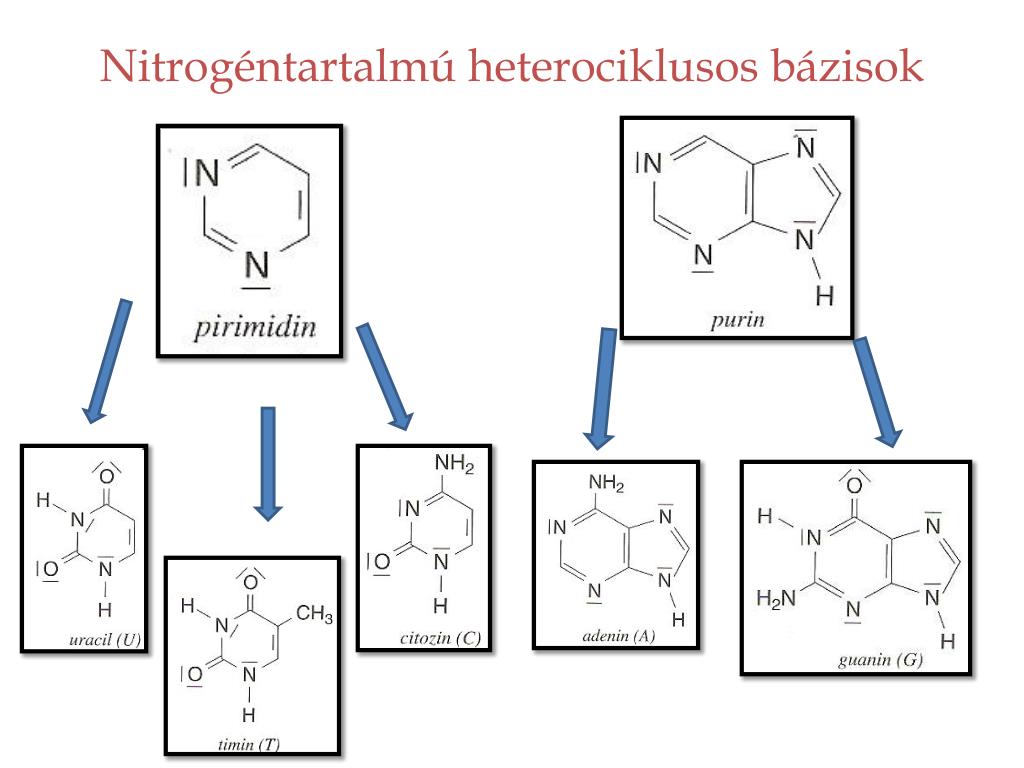 dezoxiribonukleinsav