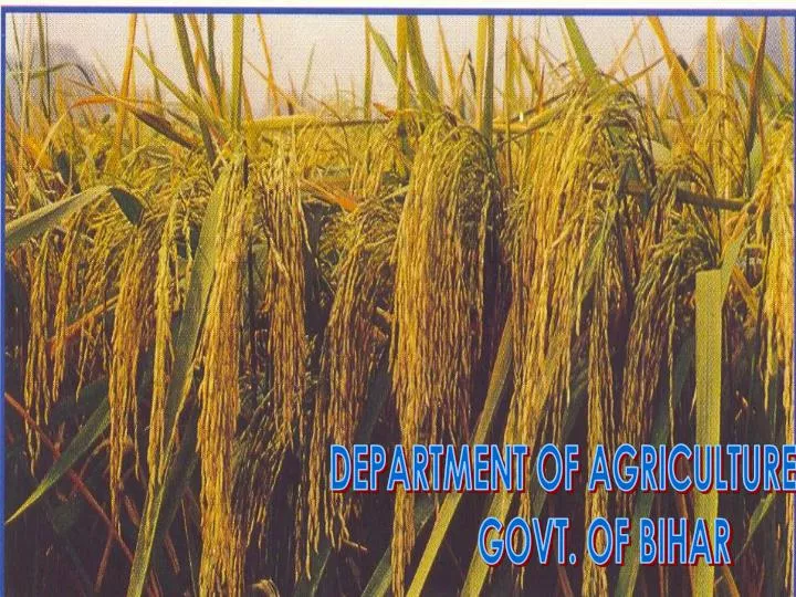 PPT - DEPARTMENT OF AGRICULTURE GOVT. OF BIHAR PowerPoint Presentation -  ID:507103