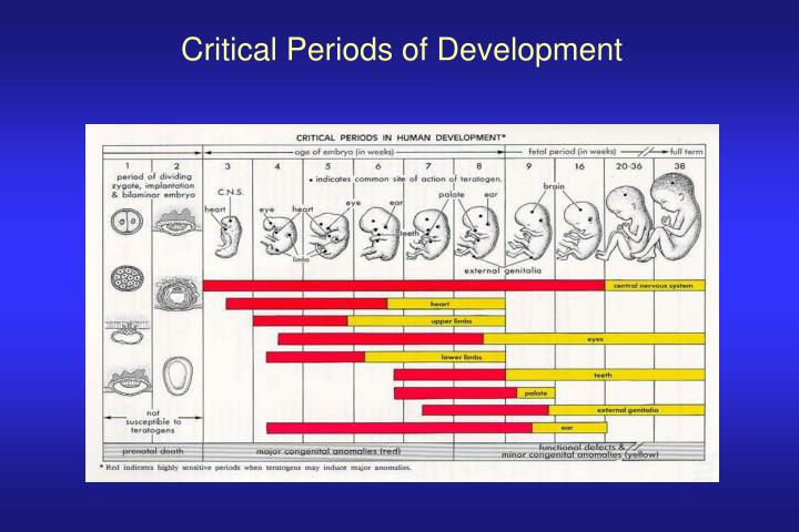 PPT - The Effects of Prenatal Alcohol Exposure on Brain and Behavior ...