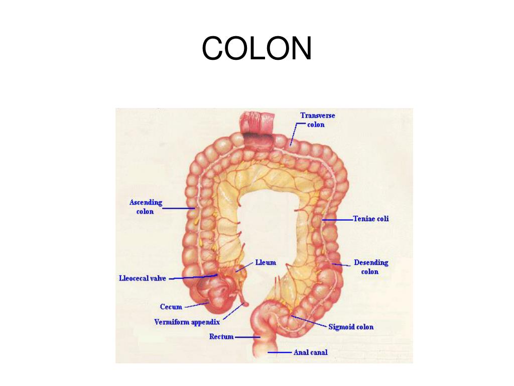 PPT ANATOMIE PHYSIOLOGIE DU TUBE DIGESTIF Dr V Hyrailles Blanc PPT ANATOMIE PHYSIOLOGIE DU TUBE DIGESTIF Dr V Hyrailles Blanc