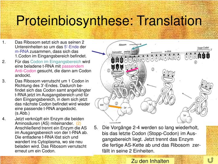 Was Ist Die Proteinbiosynthese PPT - Proteinbiosynthese PowerPoint Presentation - ID:509816