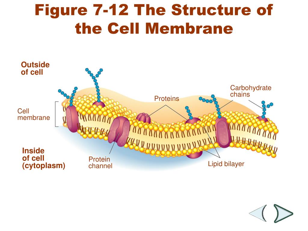 Cell Membrane Is Composed Of Functions Cell Diagram