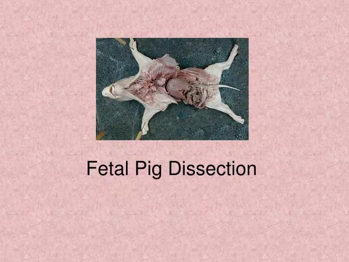 fetal pig dissection n.