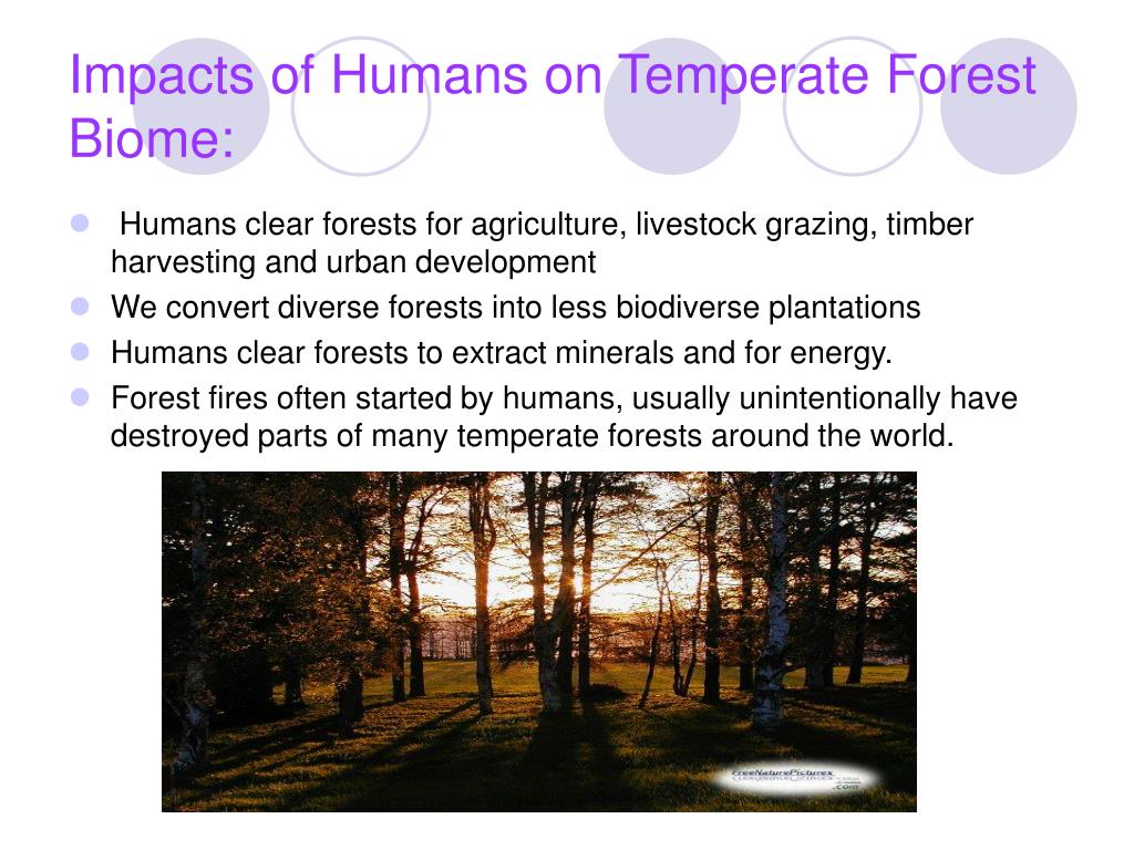 assignment topic human impacts on forests