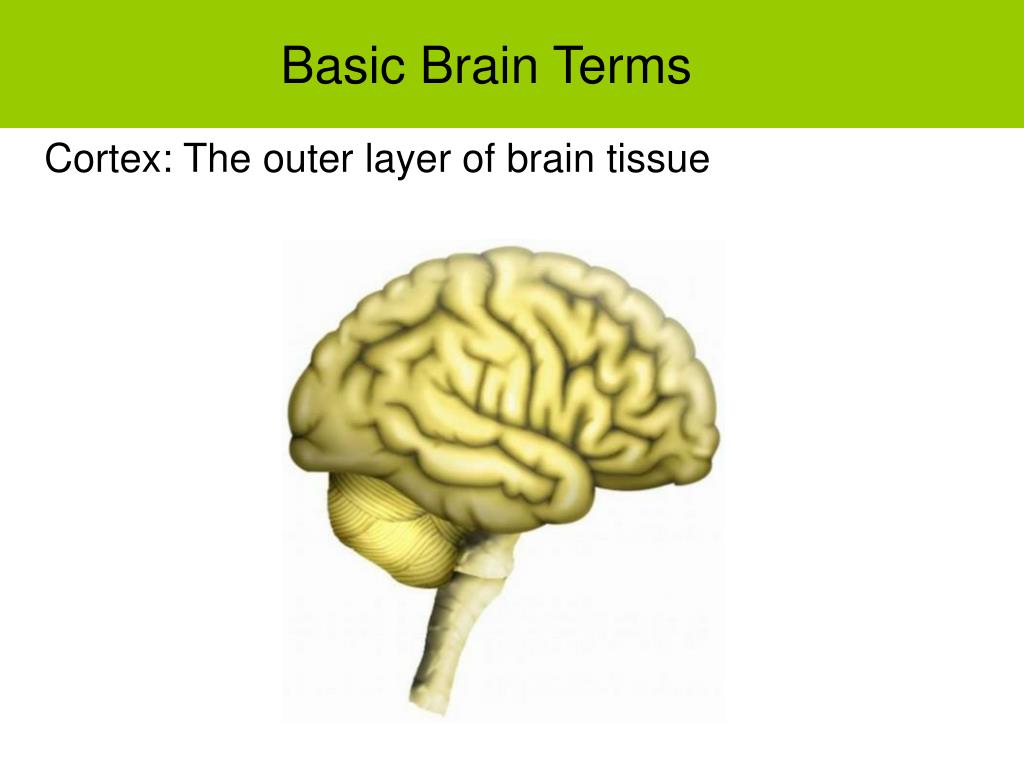 Brain labels and functions