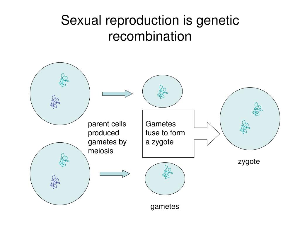 PPT - Microbial Genetics: From Genotype to Phenotype ...