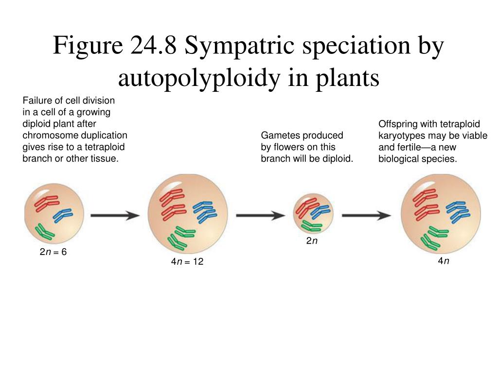 PPT Chapter 24 The Origin of Species PowerPoint
