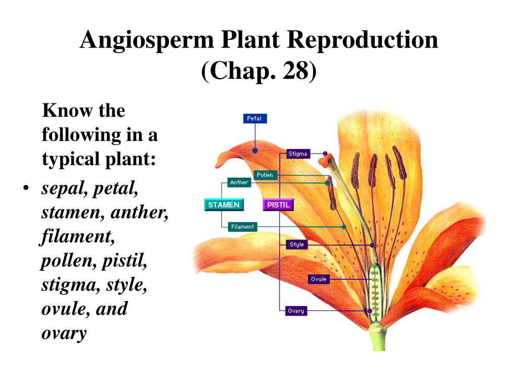 Ppt Angiosperm Plant Reproduction Chap 28 Powerpoint Presentation Id520747 