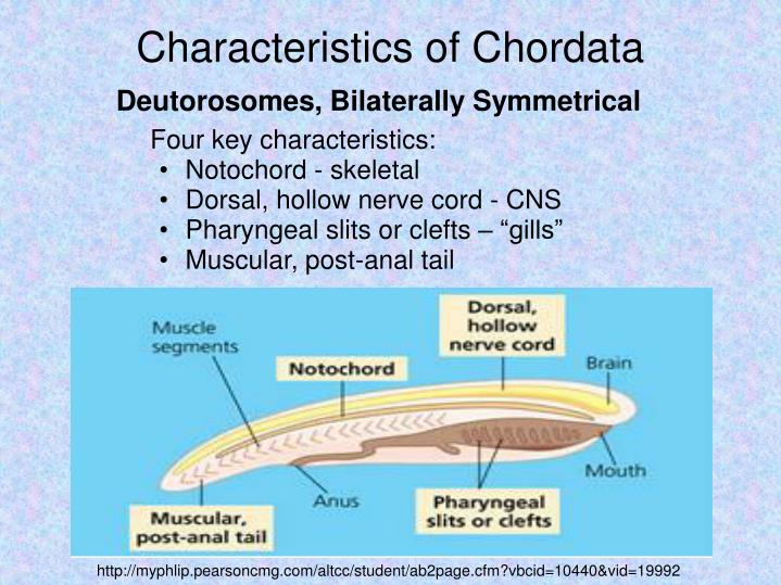 PPT Chordata PowerPoint Presentation ID 520791 PPT Chordata PowerPoint Presentation ID 520791