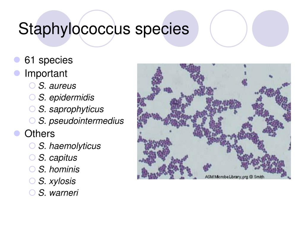 Staphylococcus aureus 10 4. Стафилококки (s. aureus),. Стафилококк специес. Сапрофитный стафилококк.