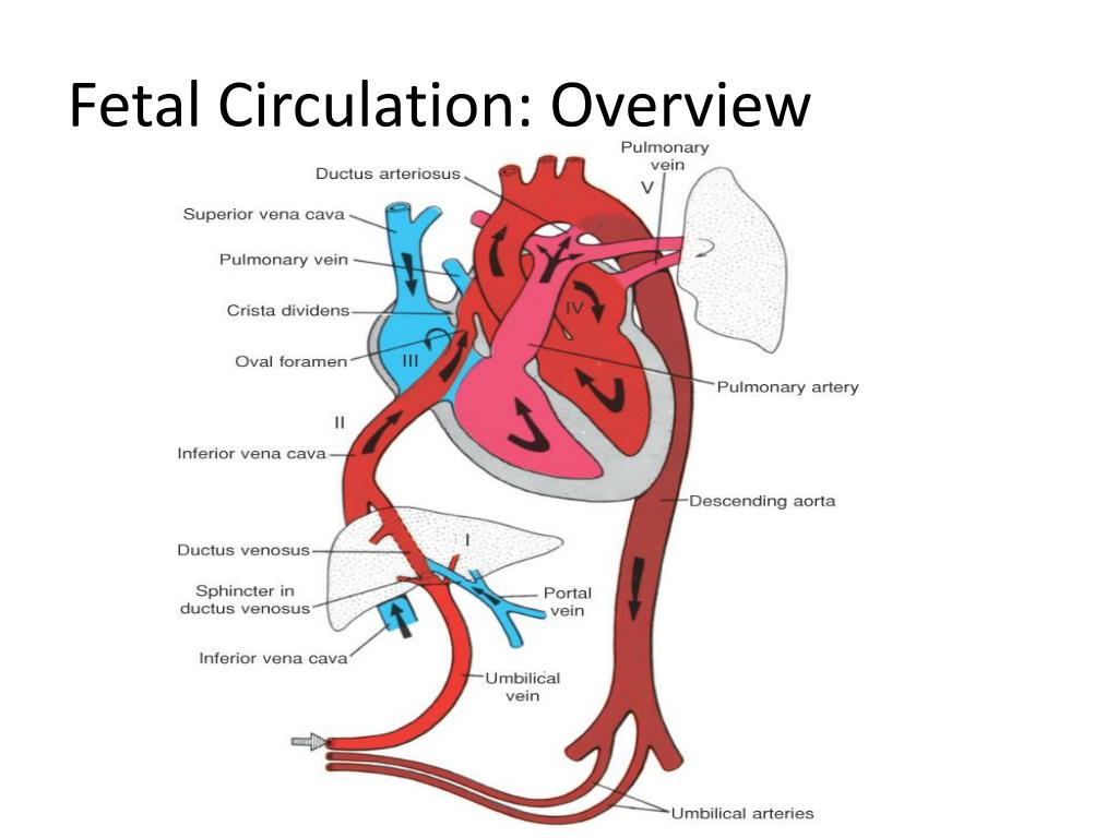 PPT - Fetal Circulation PowerPoint Presentation, free download - ID:521636