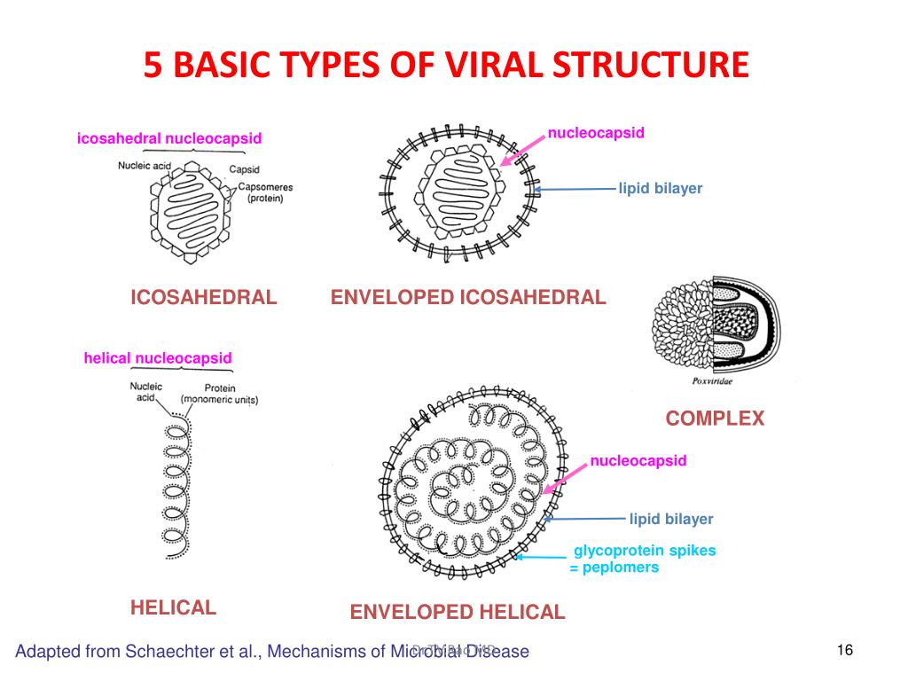 PPT - Medical Virology Introduction PowerPoint Presentation, free ...