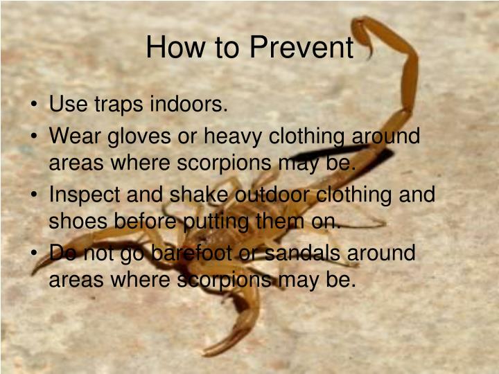PPT Scorpion Sting PowerPoint Presentation ID522504