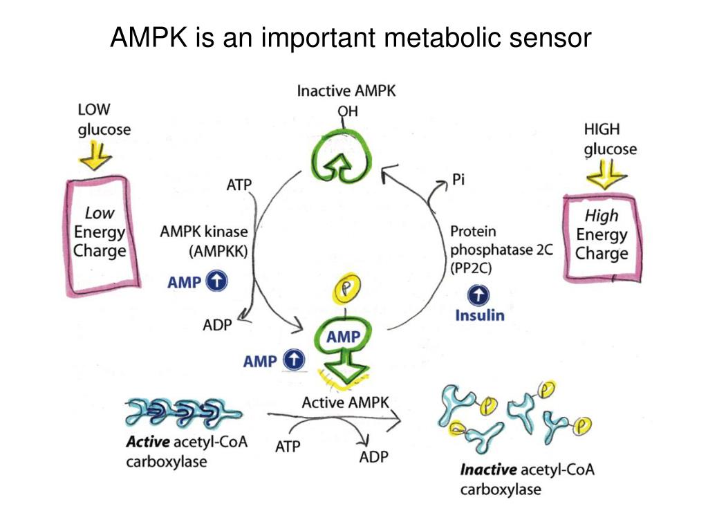 Lipid Metabolism 2: Acetyl-CoA carboxylase, fatty acid synthase reaction, and regulation of fatty acid synthesis