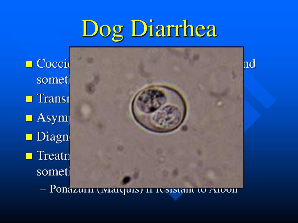 PPT Common Diseases in Animal Sheltering PowerPoint Presentation ID