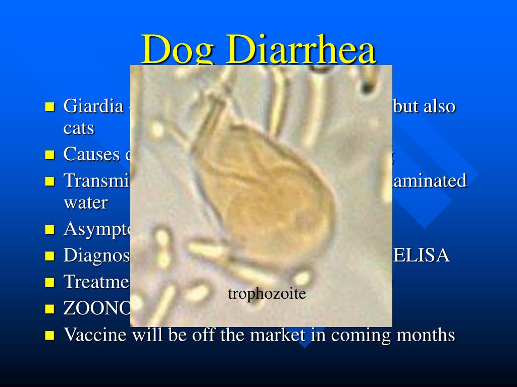 PPT Common Diseases in Animal Sheltering PowerPoint Presentation ID