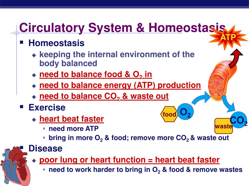 PPT - Circulatory System in Animals PowerPoint Presentation, free