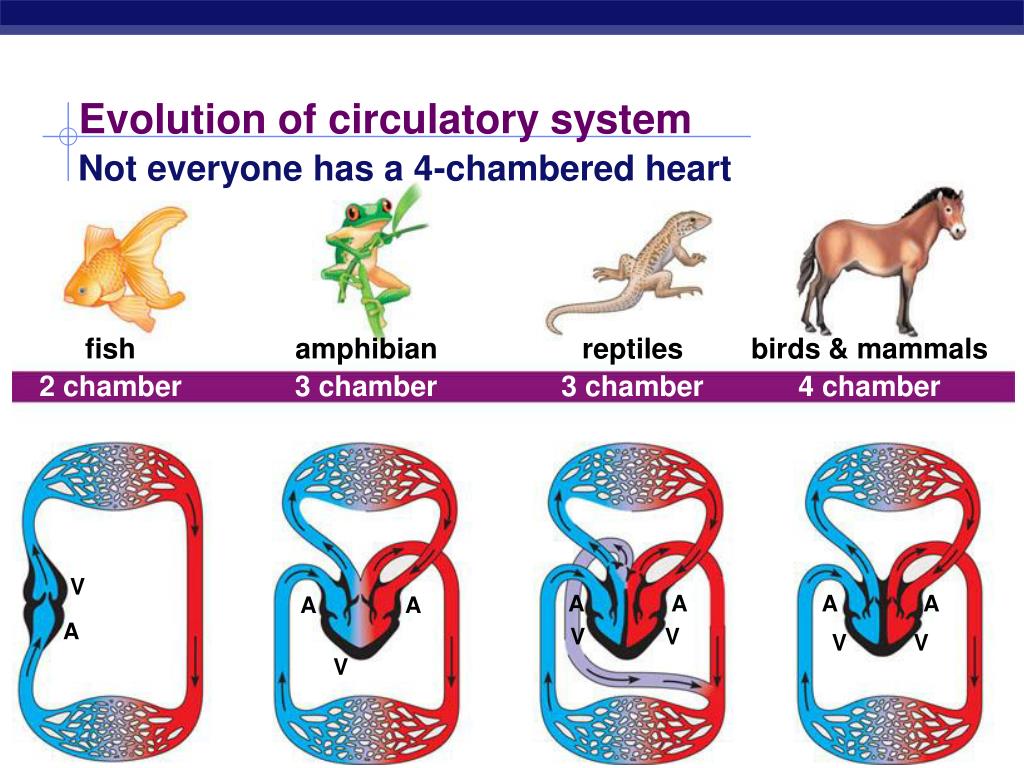 PPT Circulatory System In Animals PowerPoint Presentation Free 