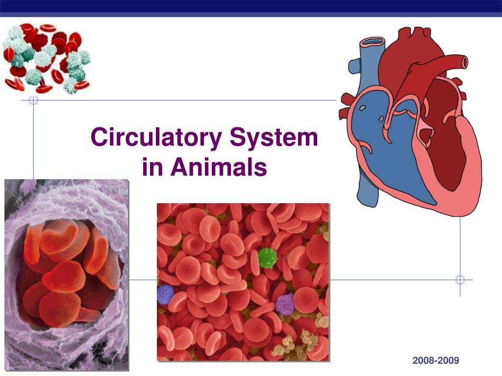 PPT - Circulatory System in Animals PowerPoint Presentation, free