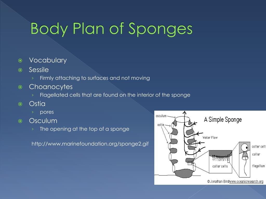 PPT - Sponges and Cnidarians PowerPoint Presentation, free download