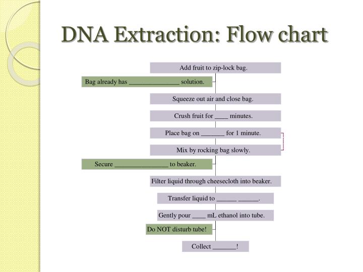 PPT - Strawberry DNA Extraction PowerPoint Presentation - ID:524226