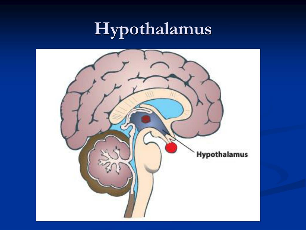 Передний мозг центр регуляции. Промежуточный мозг гипоталамус гипофиз. Гипоталамус железа внутренней секреции. Промежуточный мозг железы внутренней секреции. Отделы промежуточного мозга 3.