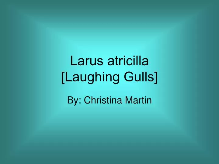 larus atricilla laughing gulls n.