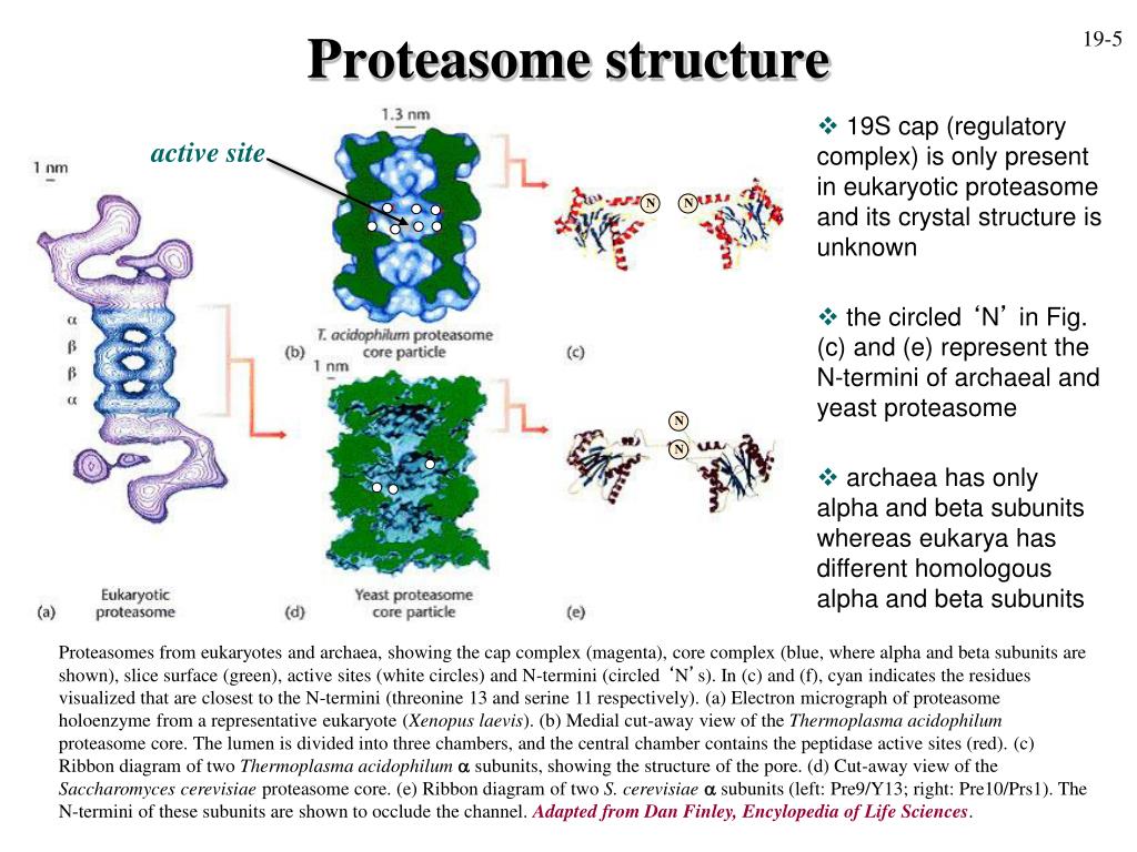 Proteasome other proteases PowerPoint Presentation free Biology Diagrams