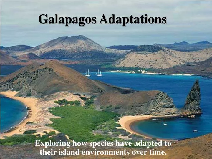 galapagos adaptations n.