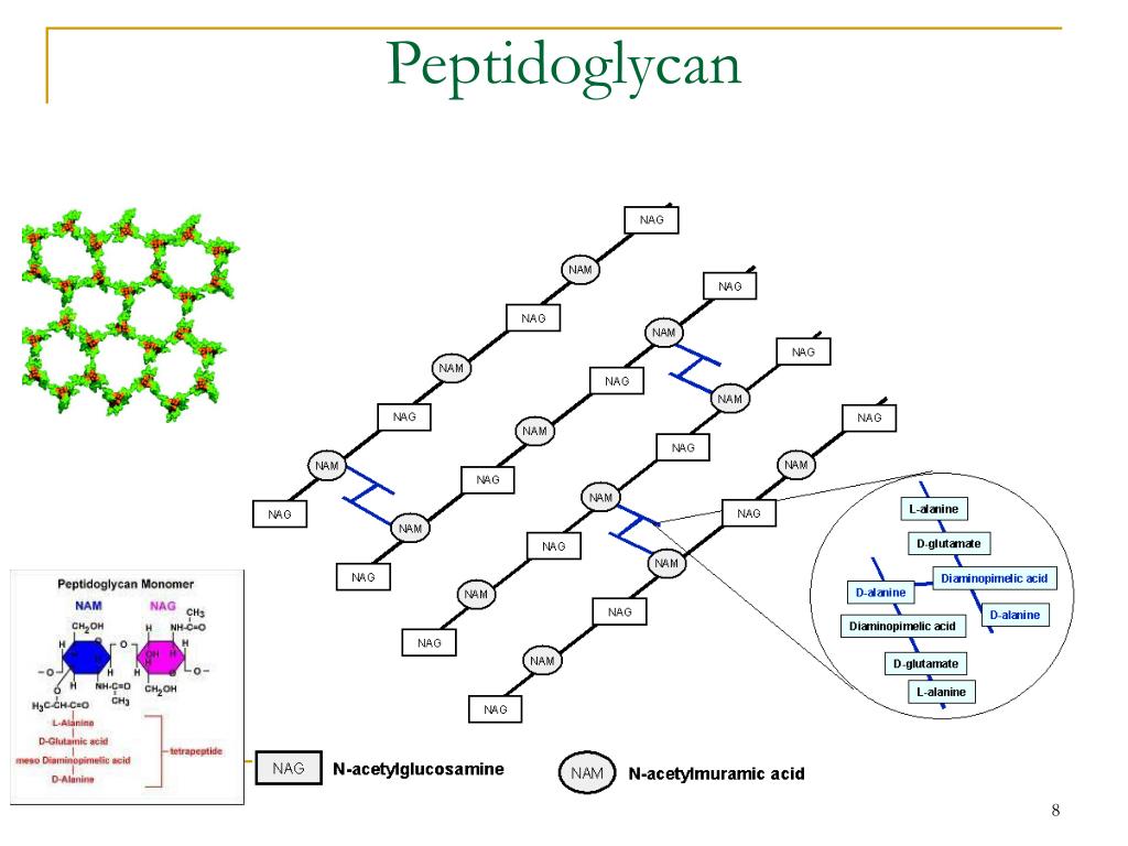 Пептидогликан бактерий. Пептидогликан структура. Пептидогликан формула химическая. Пептидогликан муреин. Пептидогликан муреин структура.
