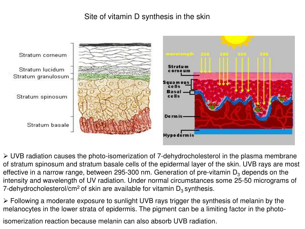 PPT - The Sunshine Vitamin in Health and Disease PowerPoint ...