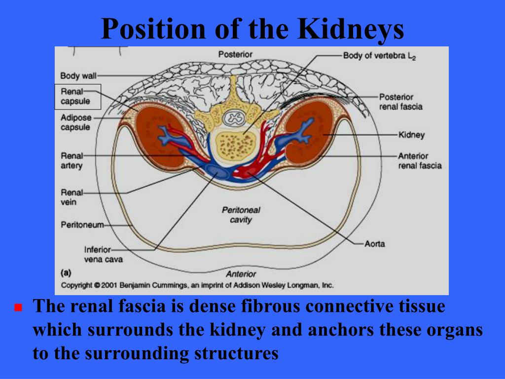 PPT - The Urinary System PowerPoint Presentation, free download - ID:527425