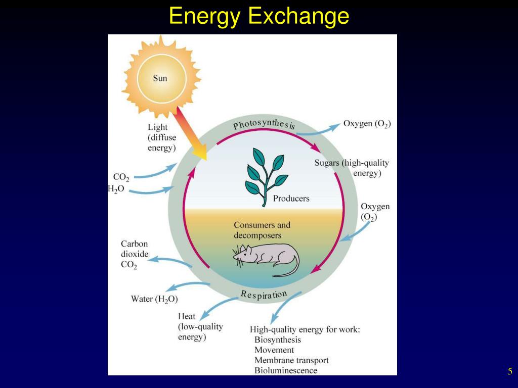 PPT Principles of Ecology Matter, Energy, and Life PowerPoint