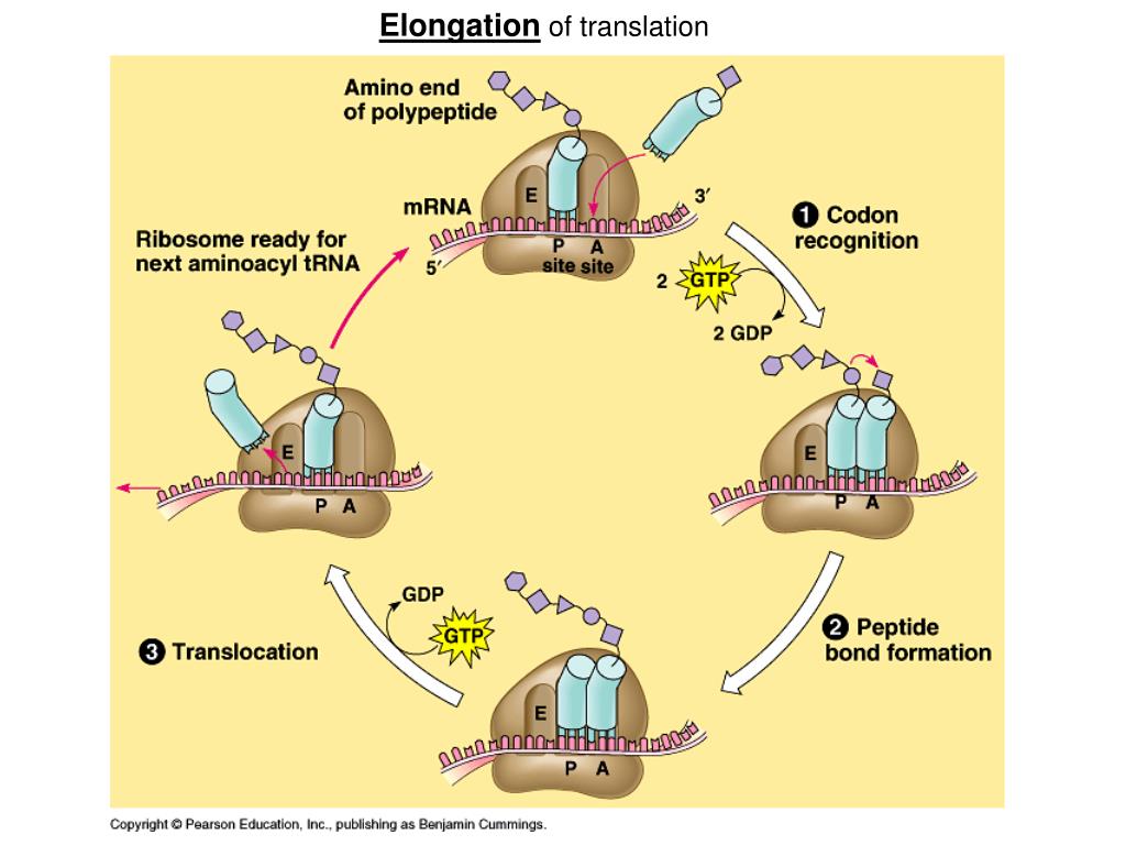 Translation unit. Elongation of translation. Translation MRNA. Ribosome MRNA. Stages of translation.
