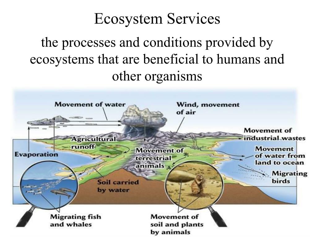 PPT Ecology is The study of the distribution and abundance of