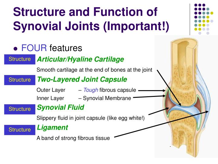 Different Synovial Joints