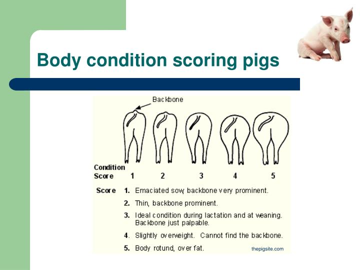 Swine Body Condition Score Body Condition Score Zu Dick Zu D nn 