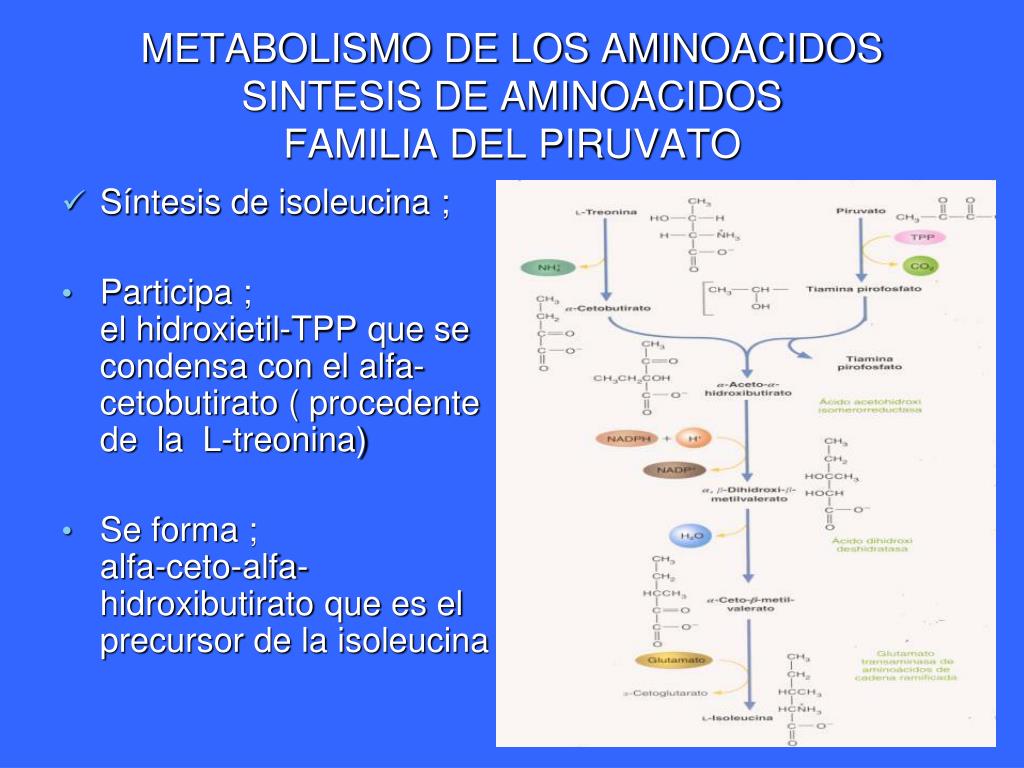 PPT - METABOLISMO DE LOS AMINOACIDOS SINTESIS PowerPoint..