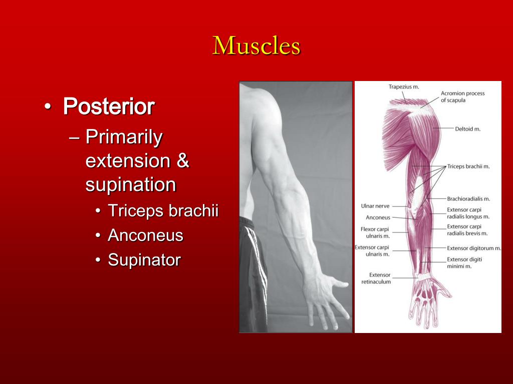 PPT - Chapter 6 The Elbow and Radioulnar Joints PowerPoint Presentation