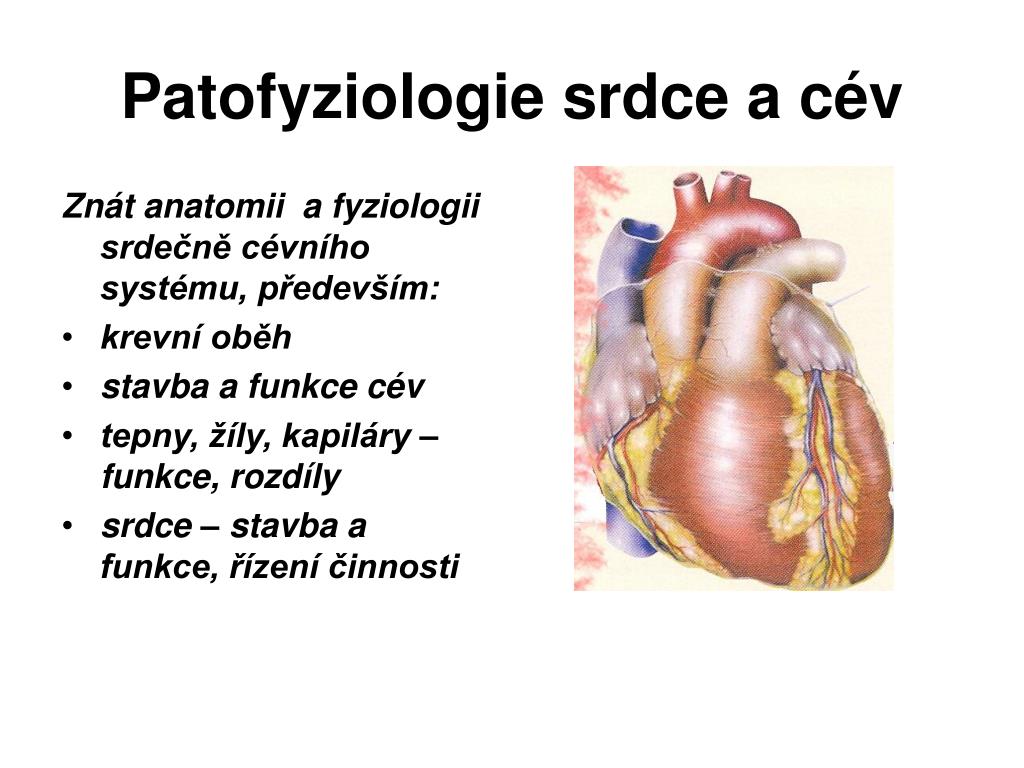 PPT - Patofyziologie srdce a cév PowerPoint Presentation, free download -  ID:539148