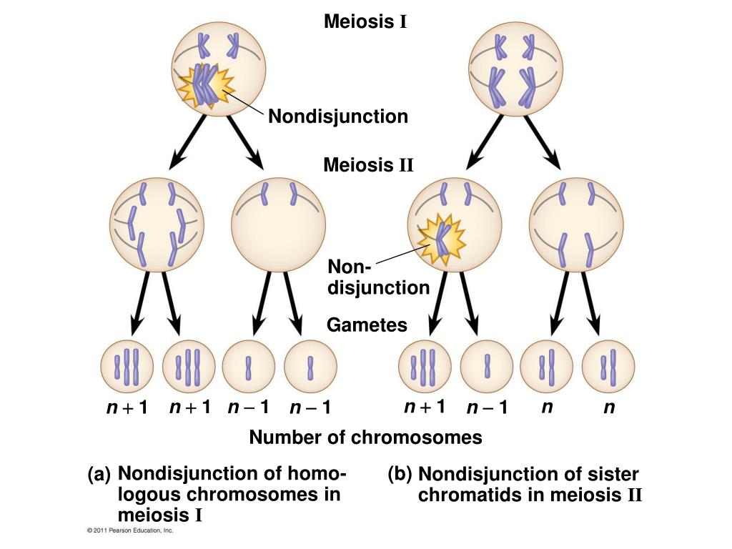 В гаметах человека 23 хромосомы. Meiosis. Хромосома гомо. Non-disjunction. Non disjunction of chromosomes during Meiosis 1.