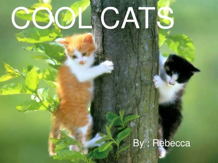 cool cats n.