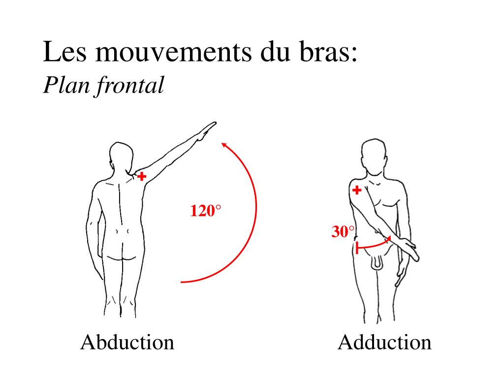 Mouvement d'abduction/adduction du bras [27]