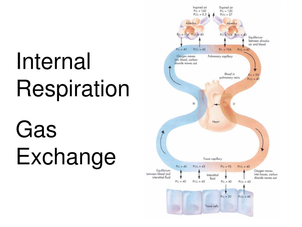 PPT - The Respiratory System Gas Laws PowerPoint Presentation, free
