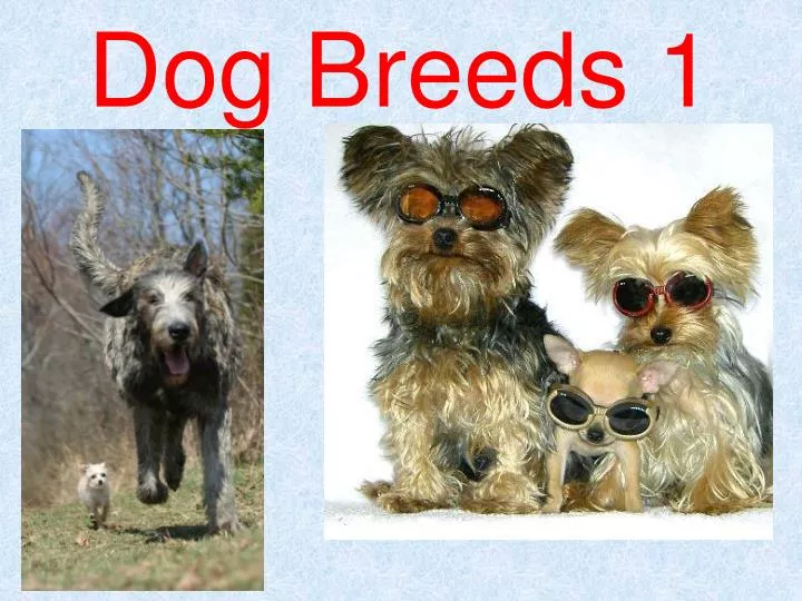 dog breeds 1 n.