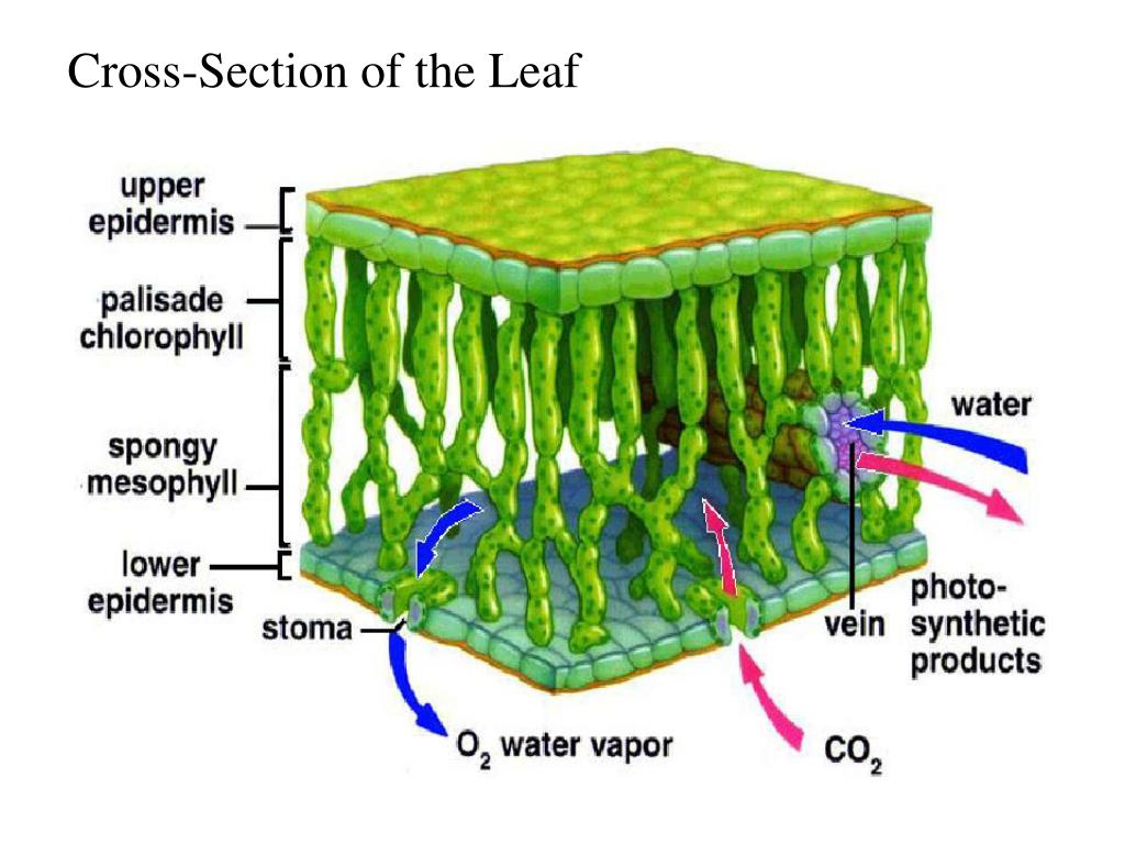 Слой клеток листа. Поперечное сечение листа с основной тканью. Поперечное сечение листа растения основная ткань. Поперечное сечение листа основная ткань. Поперечное сечение листа Проводящая ткань.