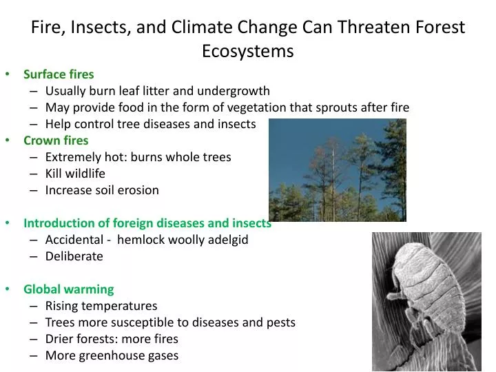 fire insects and climate change can threaten forest ecosystems n.