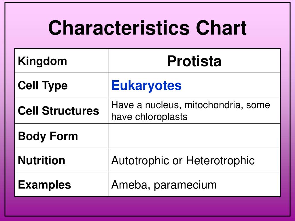 Kingdom Protista Chart