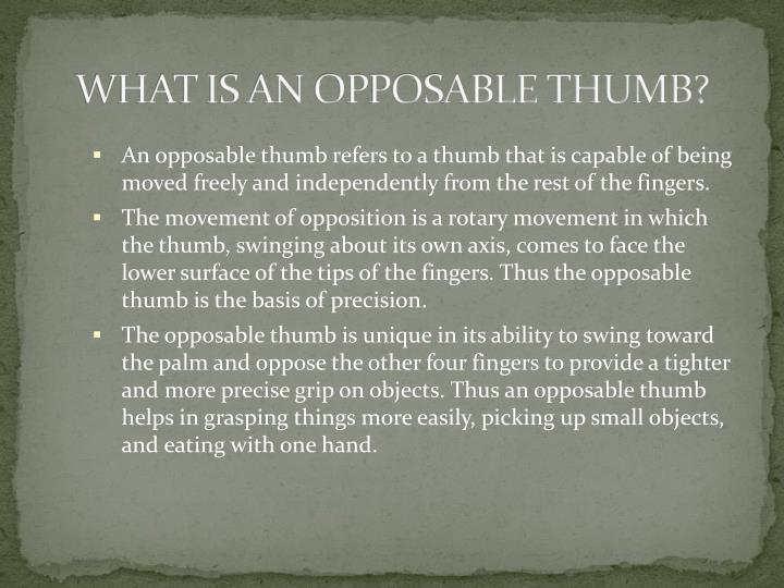 PPT The opposable thumb PowerPoint Presentation ID545786